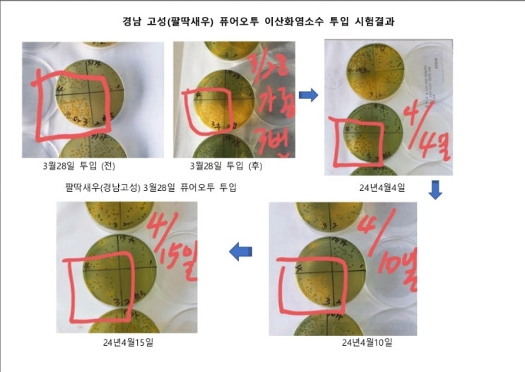  새우양식장 수질개선 세균.바이러스 테스트 팔딱새우. 경남고성