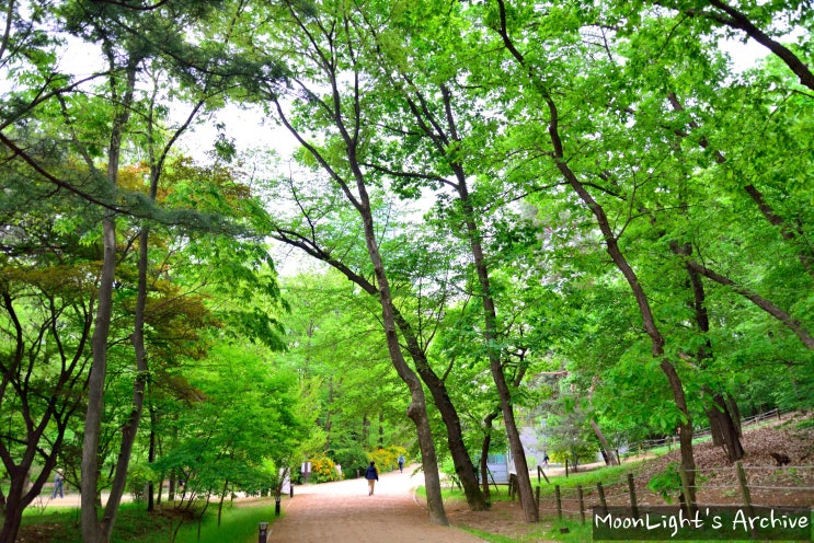  도심속의 휴식처 - 선릉공원