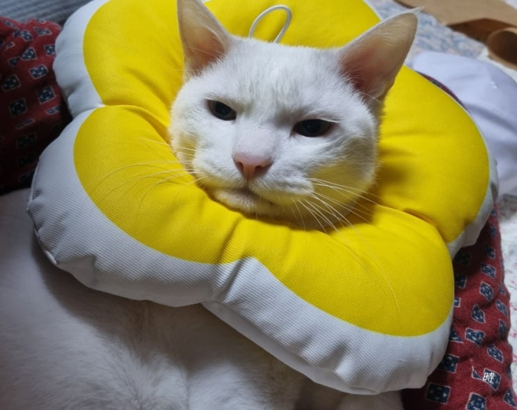  고양이가 귀를 긁으면