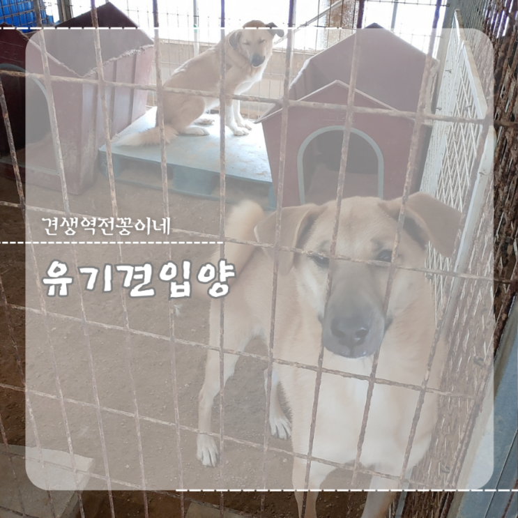  유기견 입양카페 입양절차 유기견입양시 주의사항