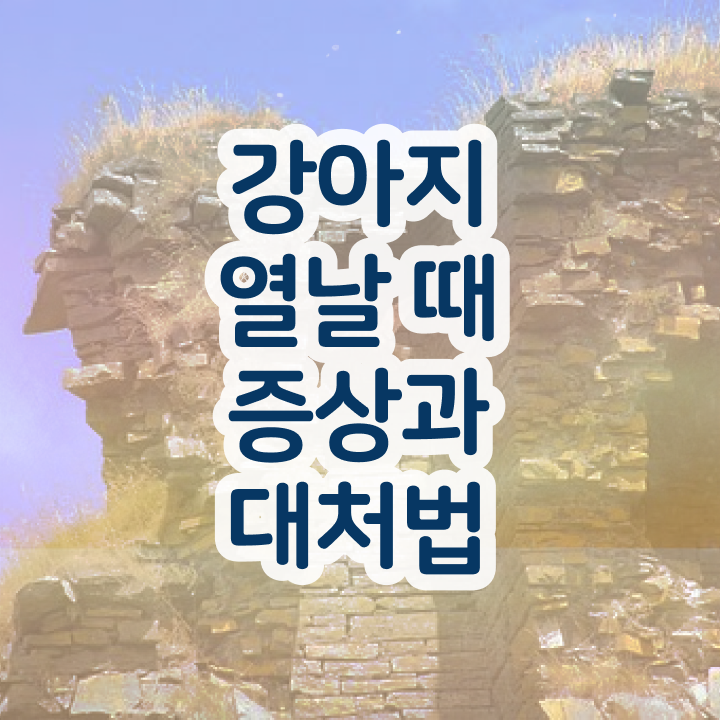  반려견 전문가 , 반려동물관리사 자격증 쉽고 간편하게 학습한 후기 , 전망