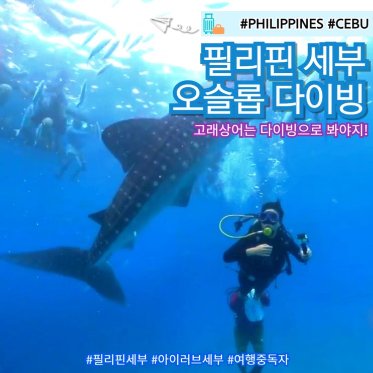  세부 가족 자유여행 오슬롭 새벽 투어 고래상어 다이빙 가격 여행사
