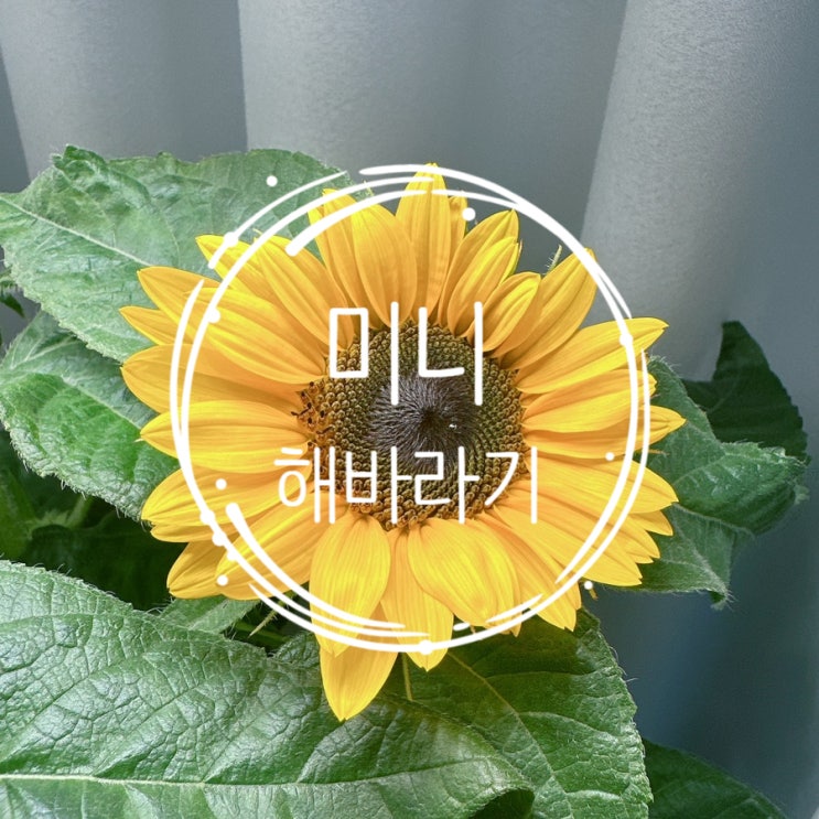  틔운 미니 해바라기 키우기