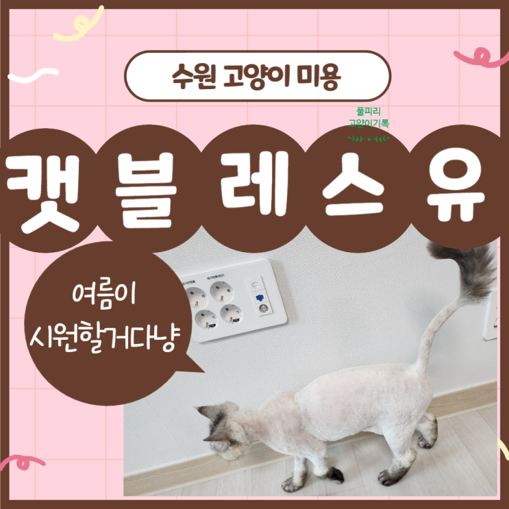  고양이무마취미용 캣블레스유 장묘종 여름에 시원할거다냥!