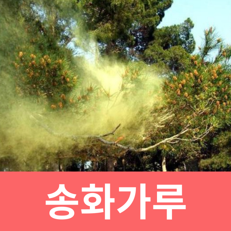  송화가루 날리는 시기 효능 알레르기 환기 먹는 방법