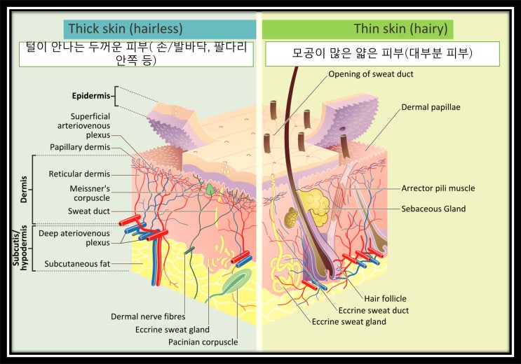  얼굴 피부에서 진피 두께와 피부과 시술 응용