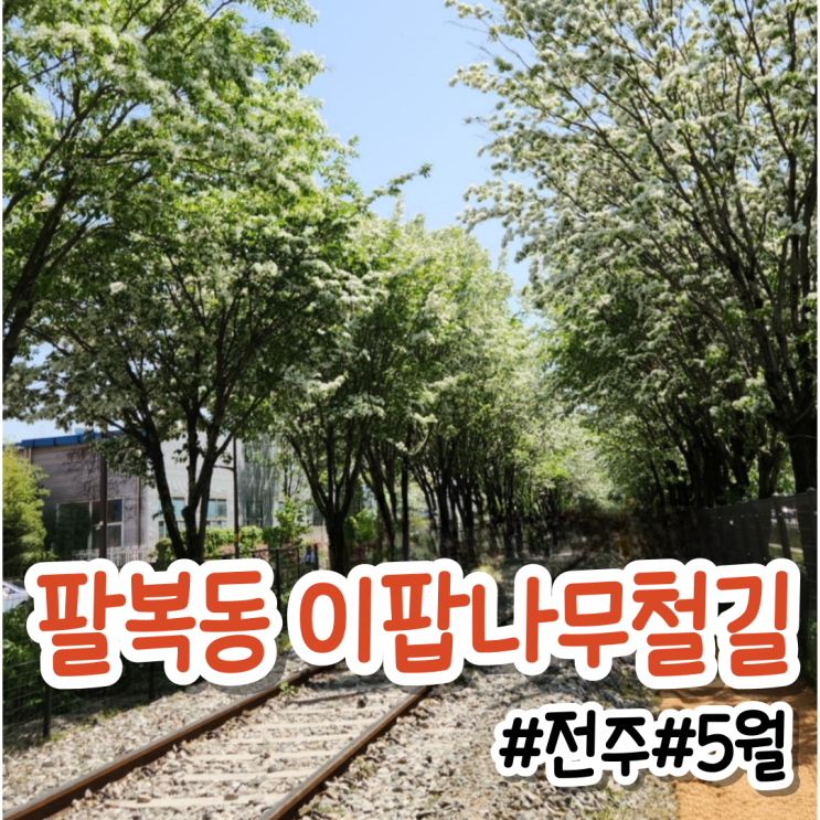전주 팔복동 이팝나무 철길 4,5월 여행지 추천 개화 상황(팔복예술공장)