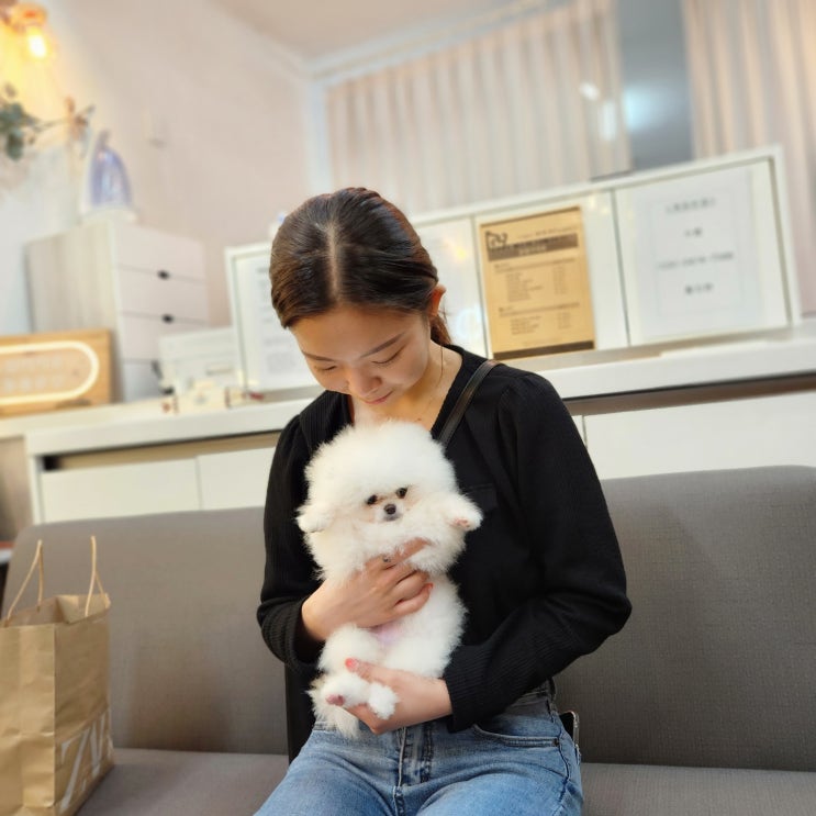  [대구강아지분양 실제후기] 천사가 천사를 만났어요 / 대구포메라니안 "안드레"입양후기 (경산강아지분양)