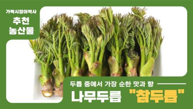 [경매사 추천 농산물] 두릅 중에서 가장 순한 맛과 향이 있는 나무두릅 "참두릅"을 살펴보겠습니다!