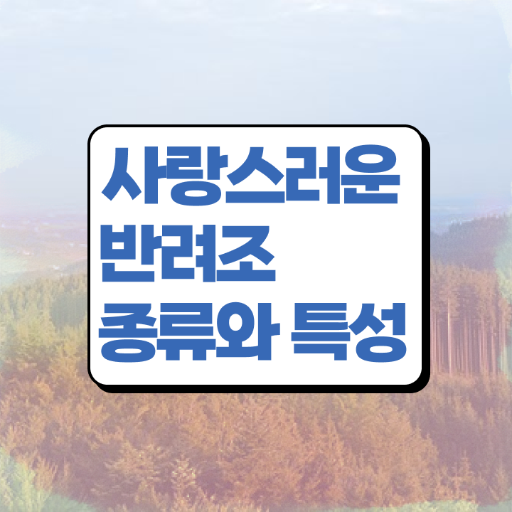  금강앵무분양 , 반려조관리사 자격증 온라인으로 준비 과정 정리해봤어요