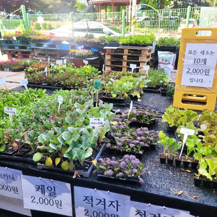  춘천오일장 강원농자재 다양한 텃밭모종 구입