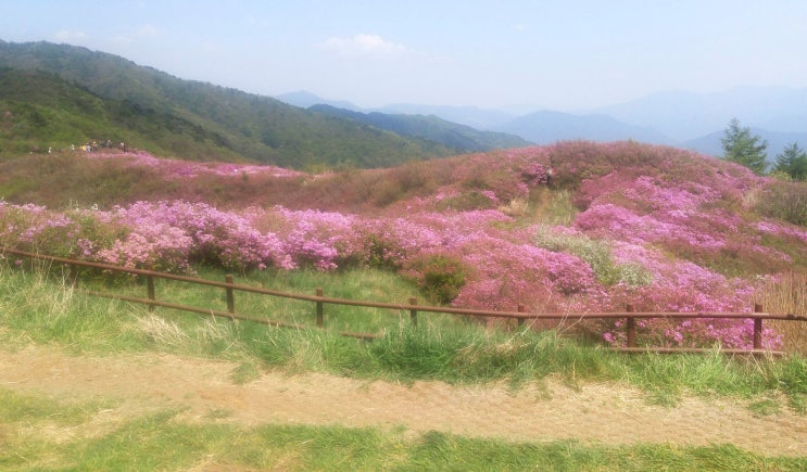  가볼 만한 곳 - 지리산 바래봉 철쭉 축제