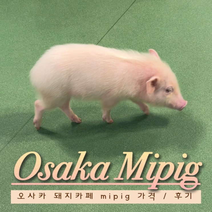  [일본 자유여행] 오사카 돼지카페 마이피그 후기 Mipig cafe 금액/예약/위치