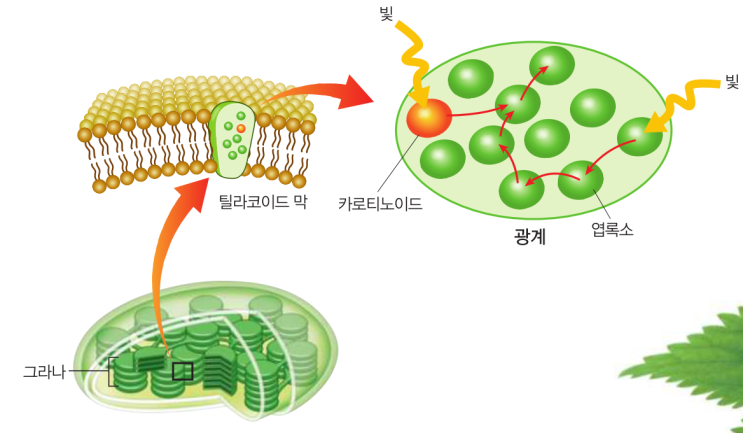 생명과학 2 - 광합성