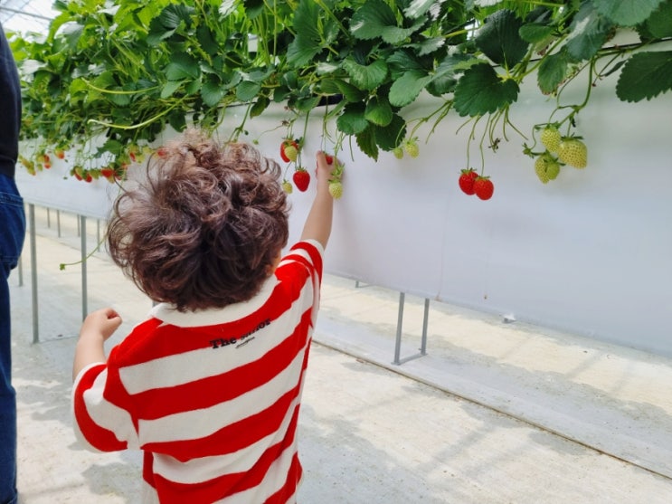 김포 아이와 함께 딸기 체험! 별빛하늘농장에서 3살 아이와 신나는 딸기따기 놀이