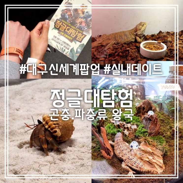 정글대탐험:곤충.파충류 왕국 || 대구 신세계백화점 팝업스토어 실내 데이트 추천 정글대탐험:곤충.파충류 왕국 || 대구 신세계백화점 팝업스토어 실내 데이트 추천