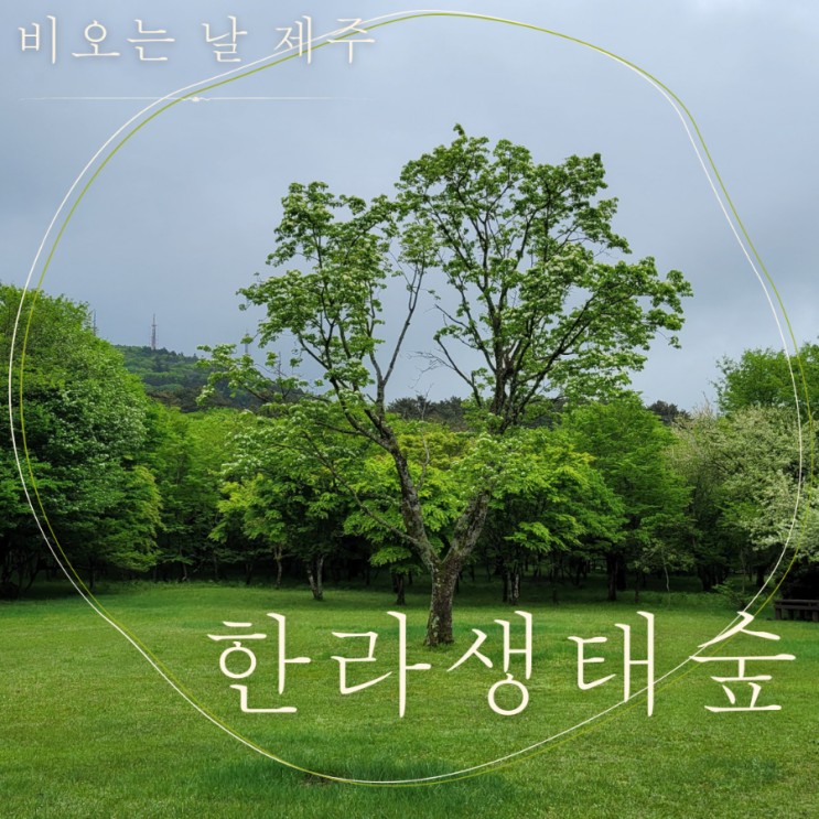  제주 비올 때 한라생태숲 산책하며 비 오는 제주를 만끽