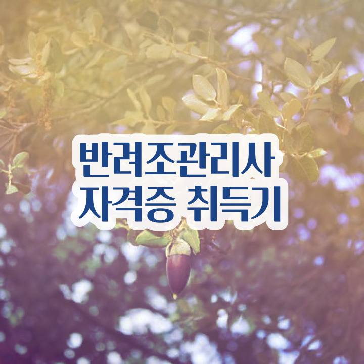  왕관앵무새 분양 , 반려조관리사 자격증 1달 만에 합격한 비법 및 활용 방법