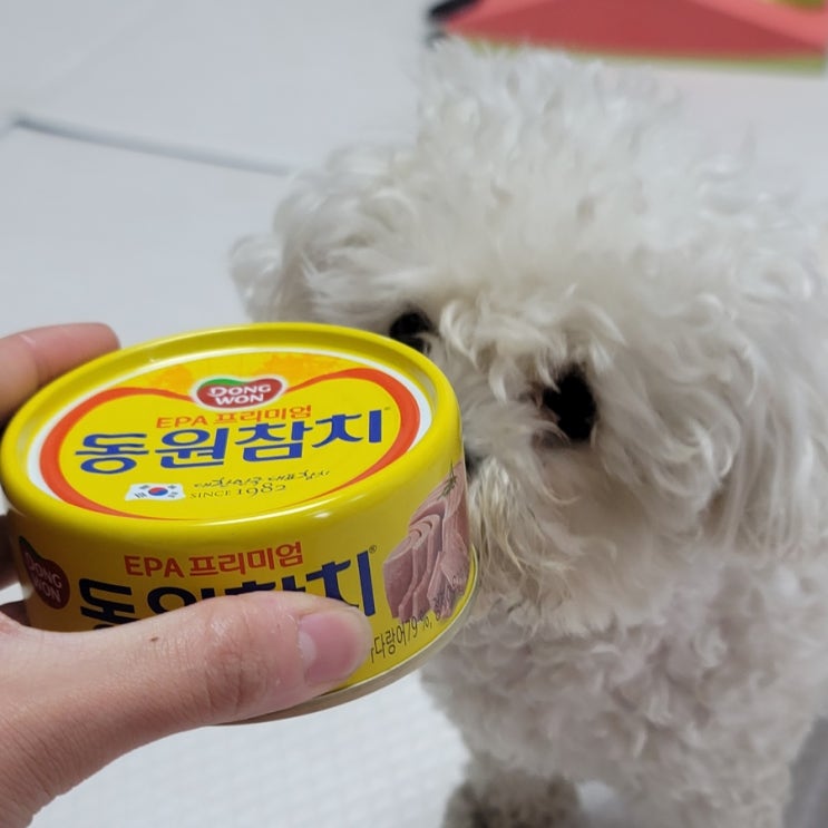  강아지 고양이 참치캔 먹어도 되나요?