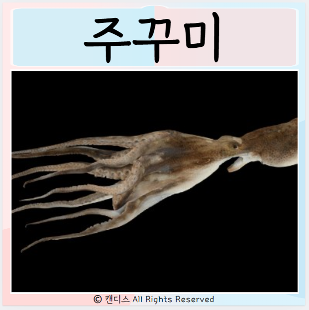  주꾸미 알 효능 쭈꾸미 먹으면 좋은점 알아보기