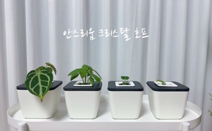  안스리움 크리스탈 호프의 번식과 수경재배로 새 출발