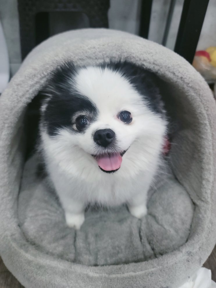  애견미용학원 2급자격증 비용 할인은 이바우펫