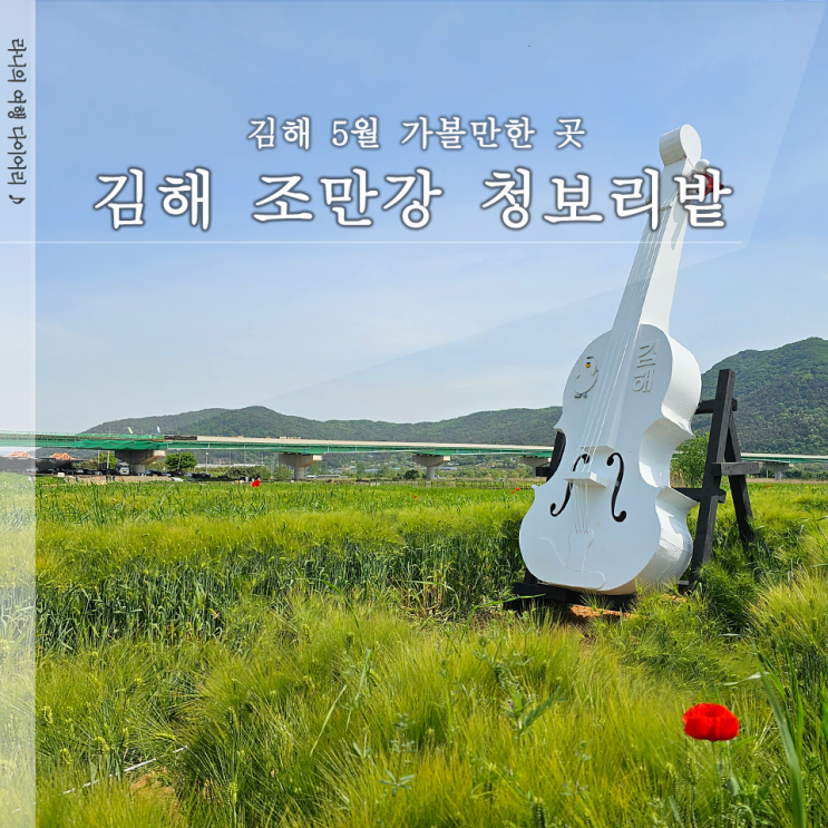  김해 청보리축제 조만강 청보리밭 주차 포토존 둘러보기