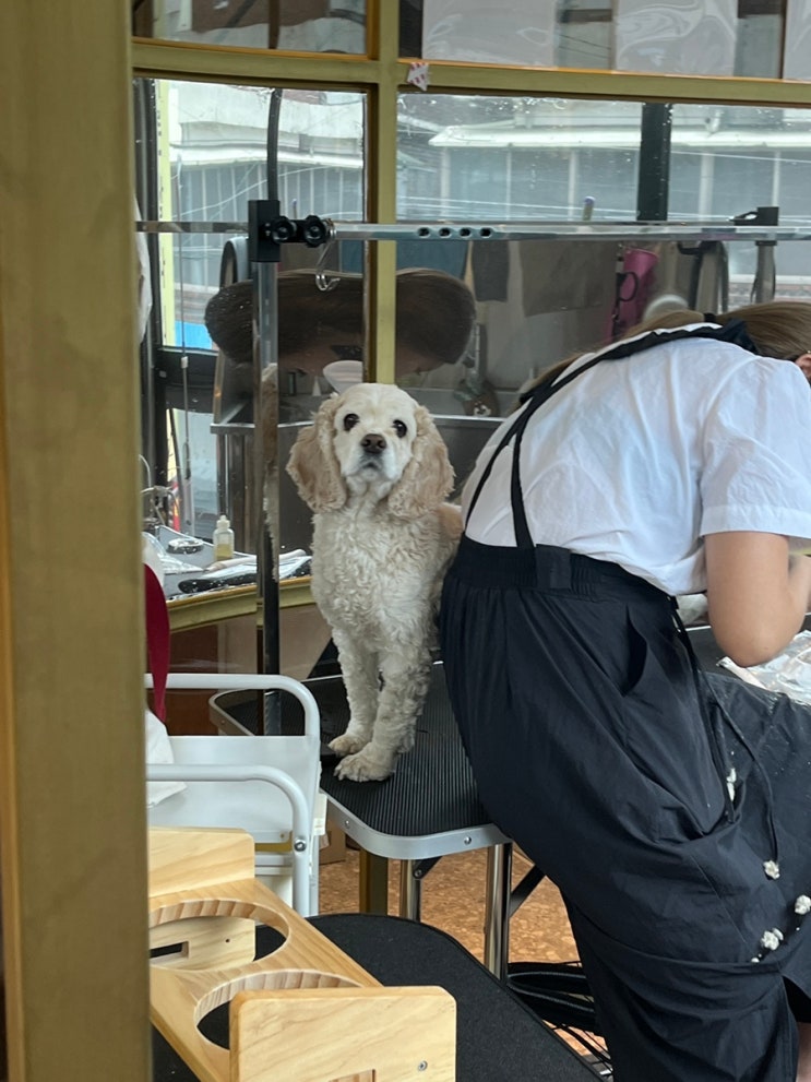  대구 애견 카페 서른살나의펫에서 위생미용 MYPET_30