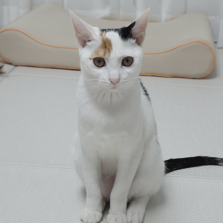  삼색고양이 코리안숏헤어 고양이 성격 개냥이 묘종