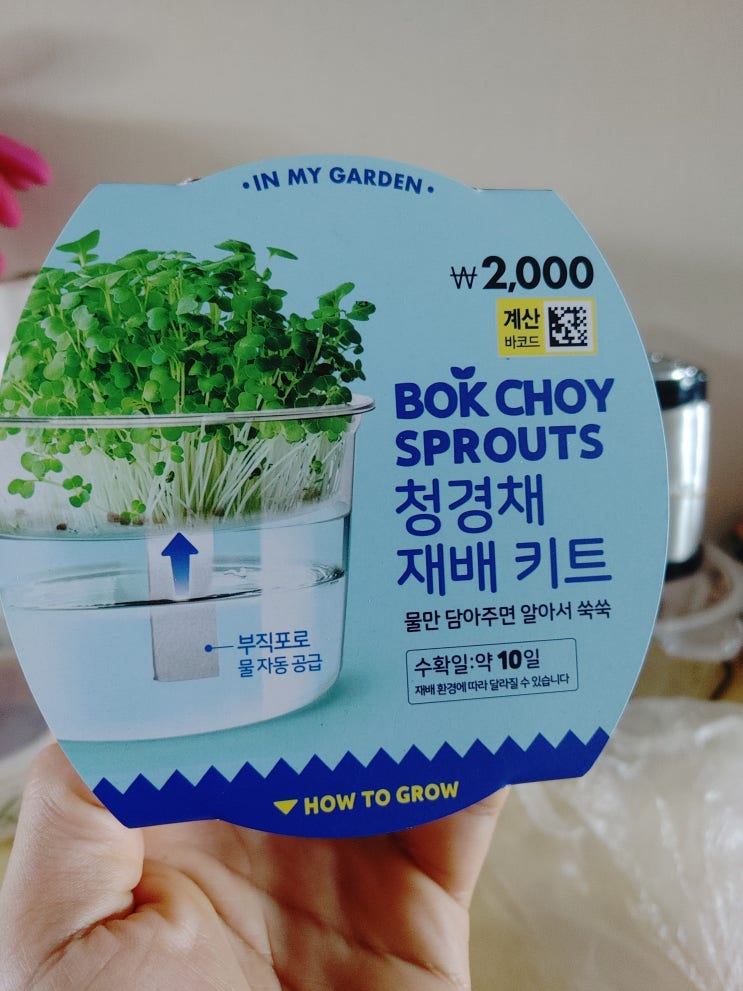  다이소 3종 재배 키트 리뷰