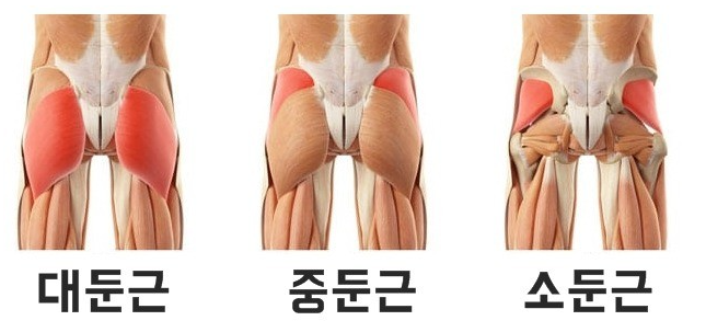  운동으로 골반 넓힐수있을까요? / 첨단헬스장피티는pt샵에서 with.머슬바디짐