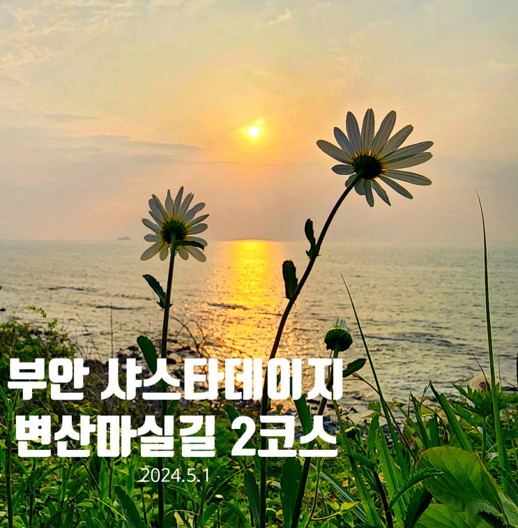 〔전북부안〕부안 변산 샤스타데이지 2코스-변산 마실길2코스 샤스타데이지 개화 상황 24.5.1-상사화 군락지로 변경