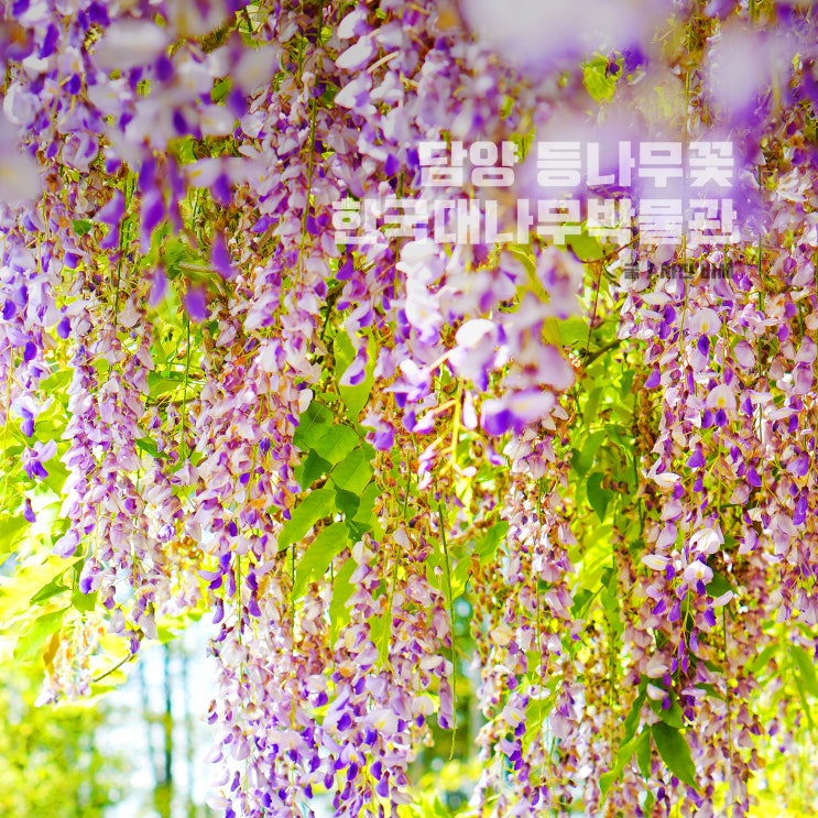  담양 등나무 꽃, 내년에 또 만나자 한국대나무박물관