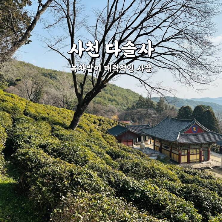 다솔사 녹차밭이 매력적인 사찰 경남 사천 가볼만한곳