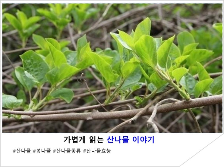  가볍게 읽는 산나물 이야기