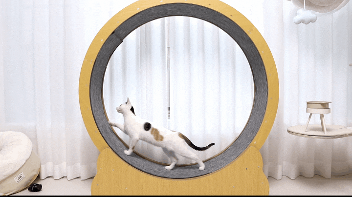  고양이 캣휠 추천 캣워커 가성비 용품 적응 훈련 후기