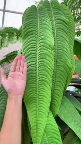 Syzygium jiewhoei : 네이버 블로그