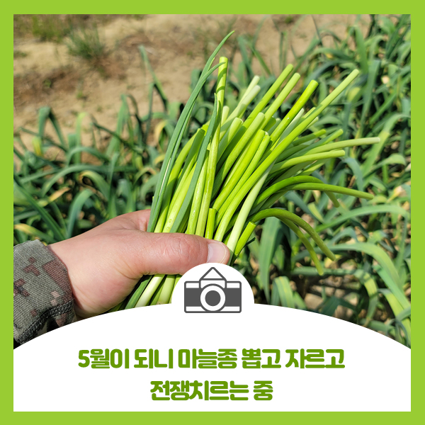  5월이 되니 마늘종 뽑고 자르고 전쟁치르는 중