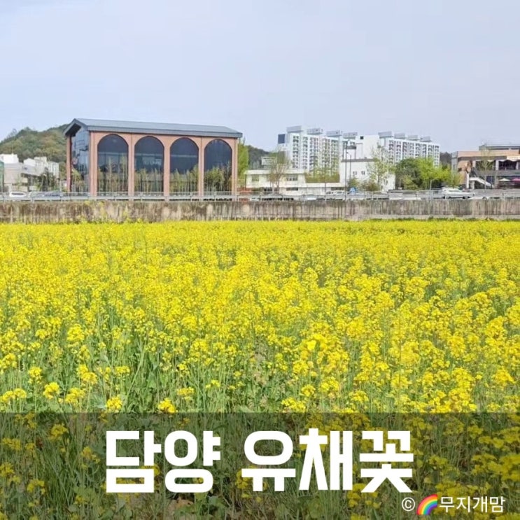  담양 유채꽃 한국대나무박물관 투썸플레이스 근처