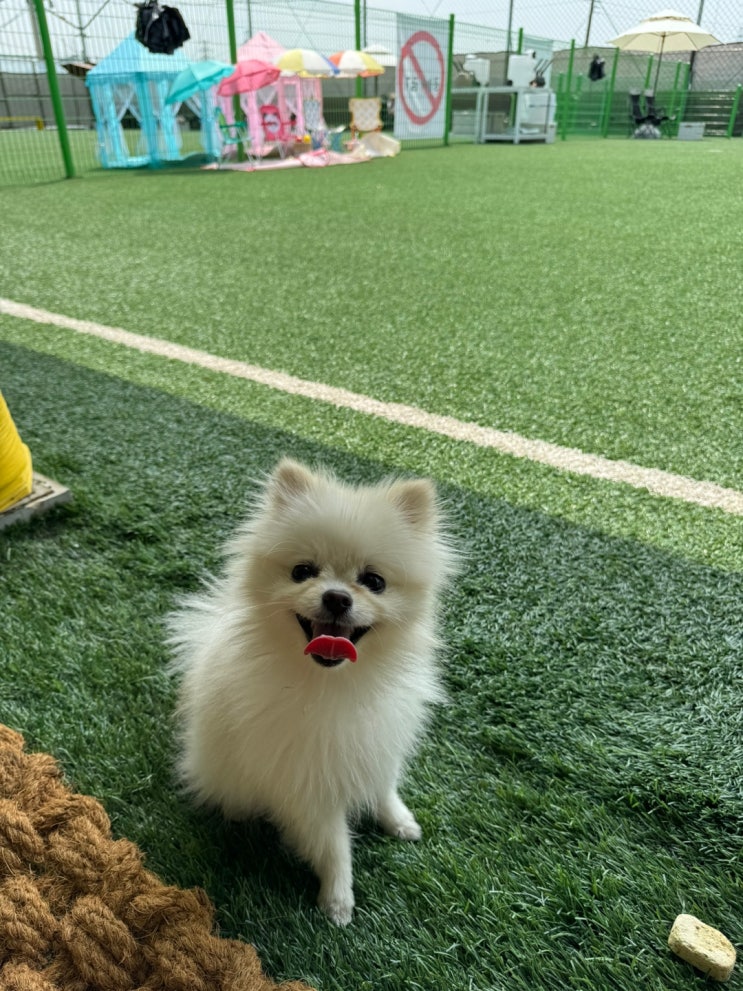  시흥 거모동 애견운동장 멍슈슈 정식 오픈 후 방문한 후기