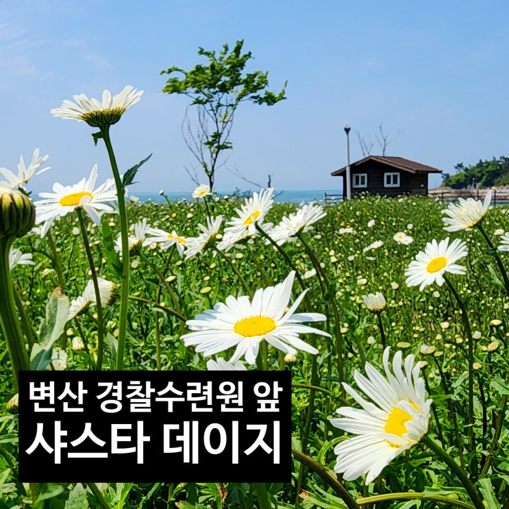  〔전북부안〕부안 변산 샤스타데이지 4코스 개화-변산 경찰수련원 앞 샤스타데이지-평지에 심어져있어 매력이 없음-2024.5.1