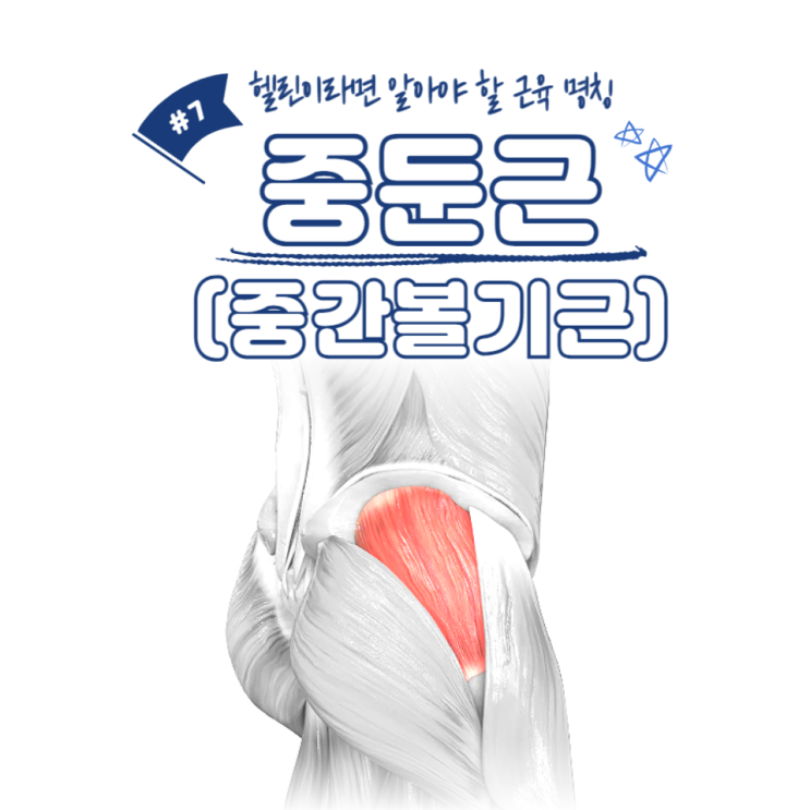  헬린이라면 알아야 할 근육 명칭 #7 - 중둔근(중간볼기근) / 소사역pt