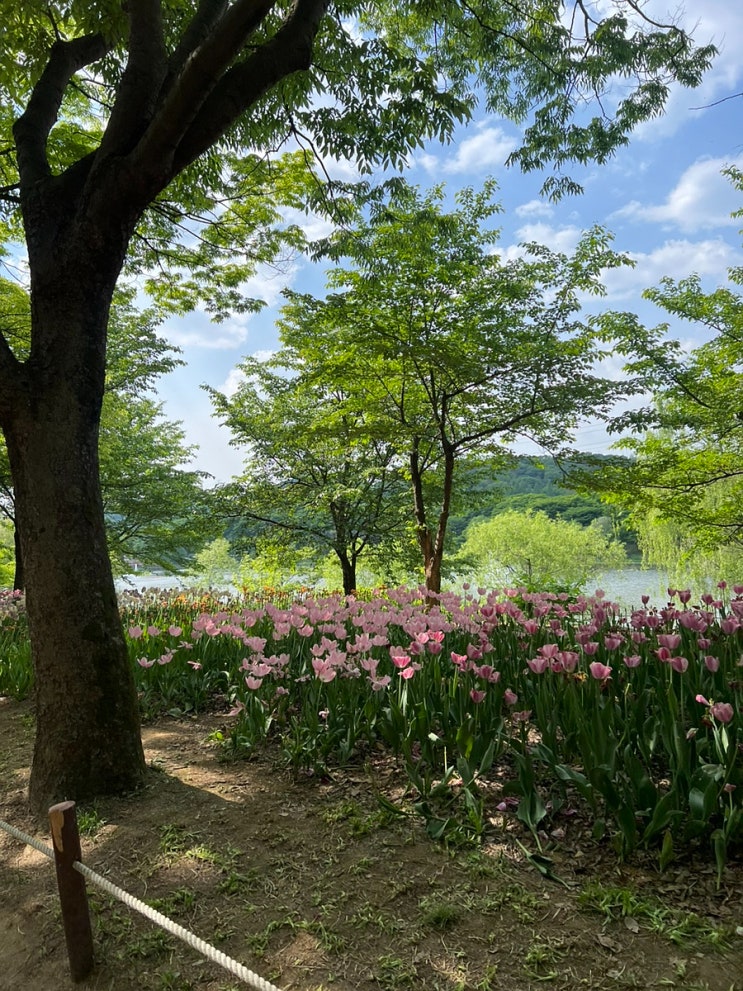  인천대공원 튤립 봄나들이 데이트 / 텐트, 지도, 피크닉 정보