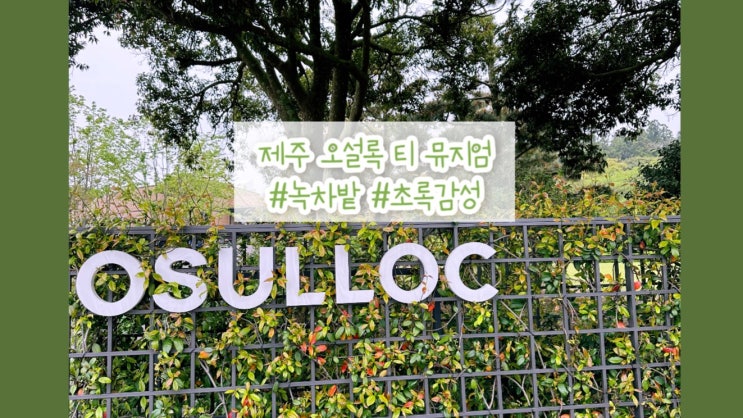  제주 비오는날 가볼만한 곳 제주 오설록 티 뮤지엄