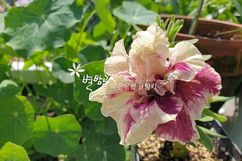 (주)하나마이 이미지