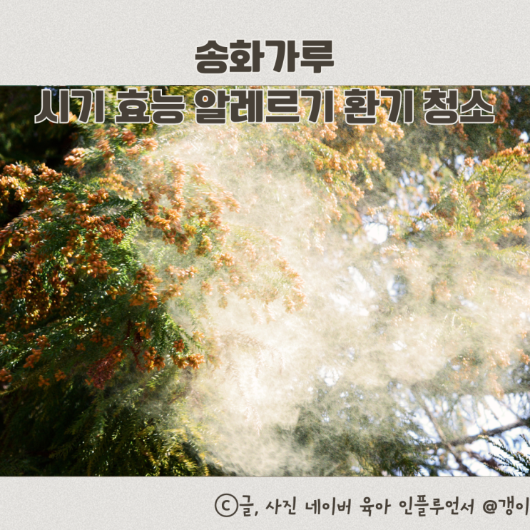  송화가루 시기 효능 알레르기 환기