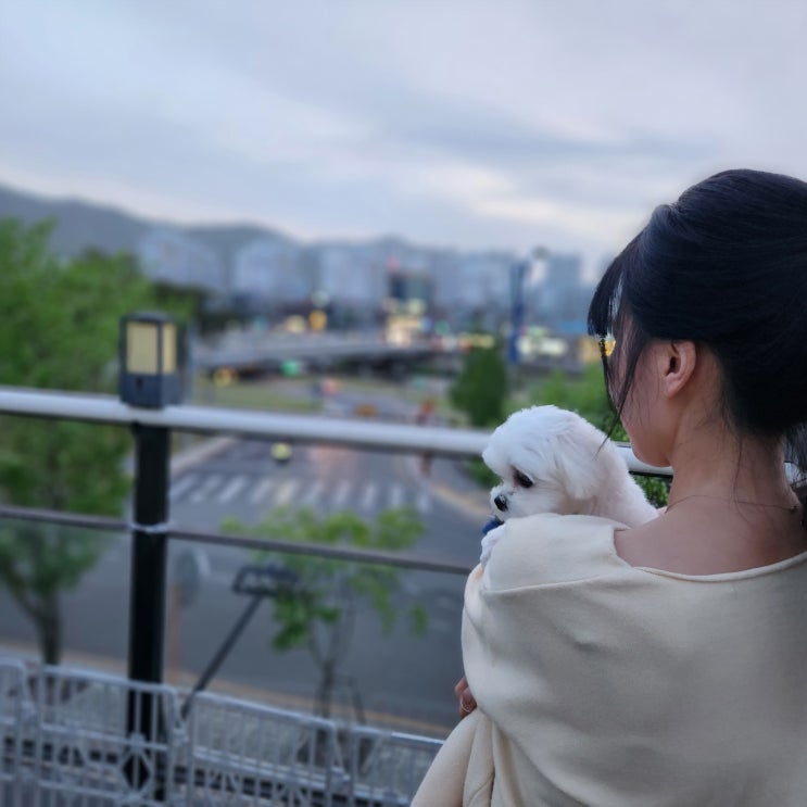  [ 대구경산애견호텔 후기 ] ::기본::을 가장 중요시하는 홈즈펫타운 <경산중방점>_말티즈 / 하랑이