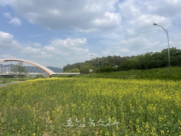 화순천변 나드리교~경전선·벌고천 등 2.1ha 규모 유채 꽃길, 화순 새로운 명소 자리매김