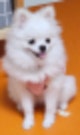아이 혀는 귀여워♥