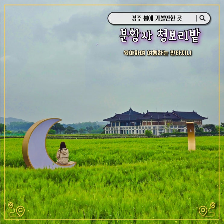  경주 분황사 청보리밭 유채꽃 콜라보 풍경(주차, 개화상황)